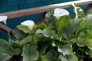 Calla Lilies