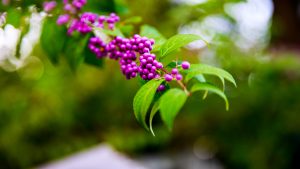 Callicarpa