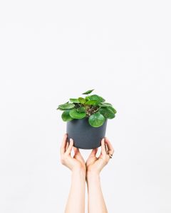 Chinese Money Plant (Pilea Peperomioides)