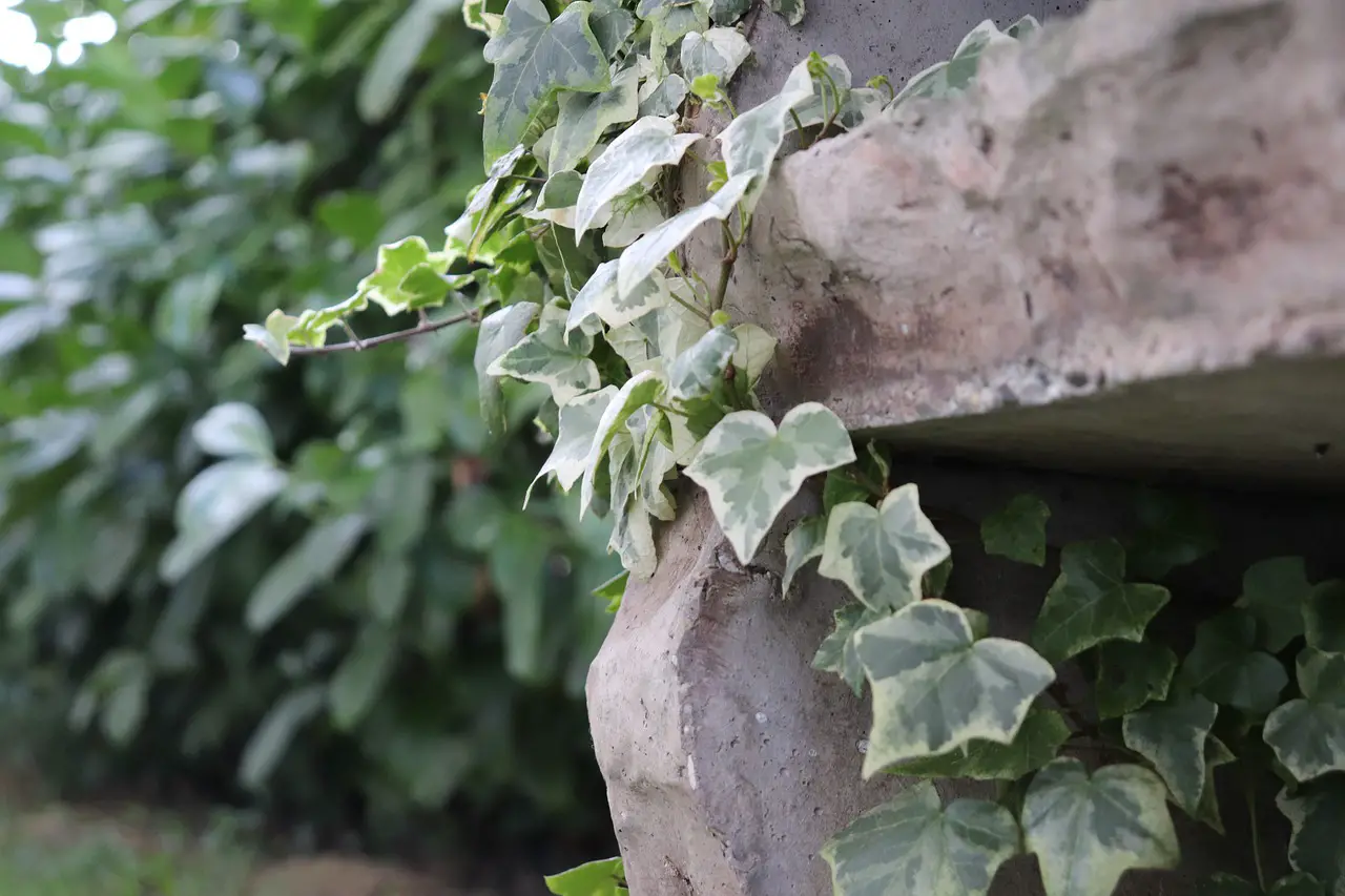 Climbers to Grow in a Shady Wall or Fence in your Garden