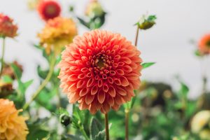 Dahlia