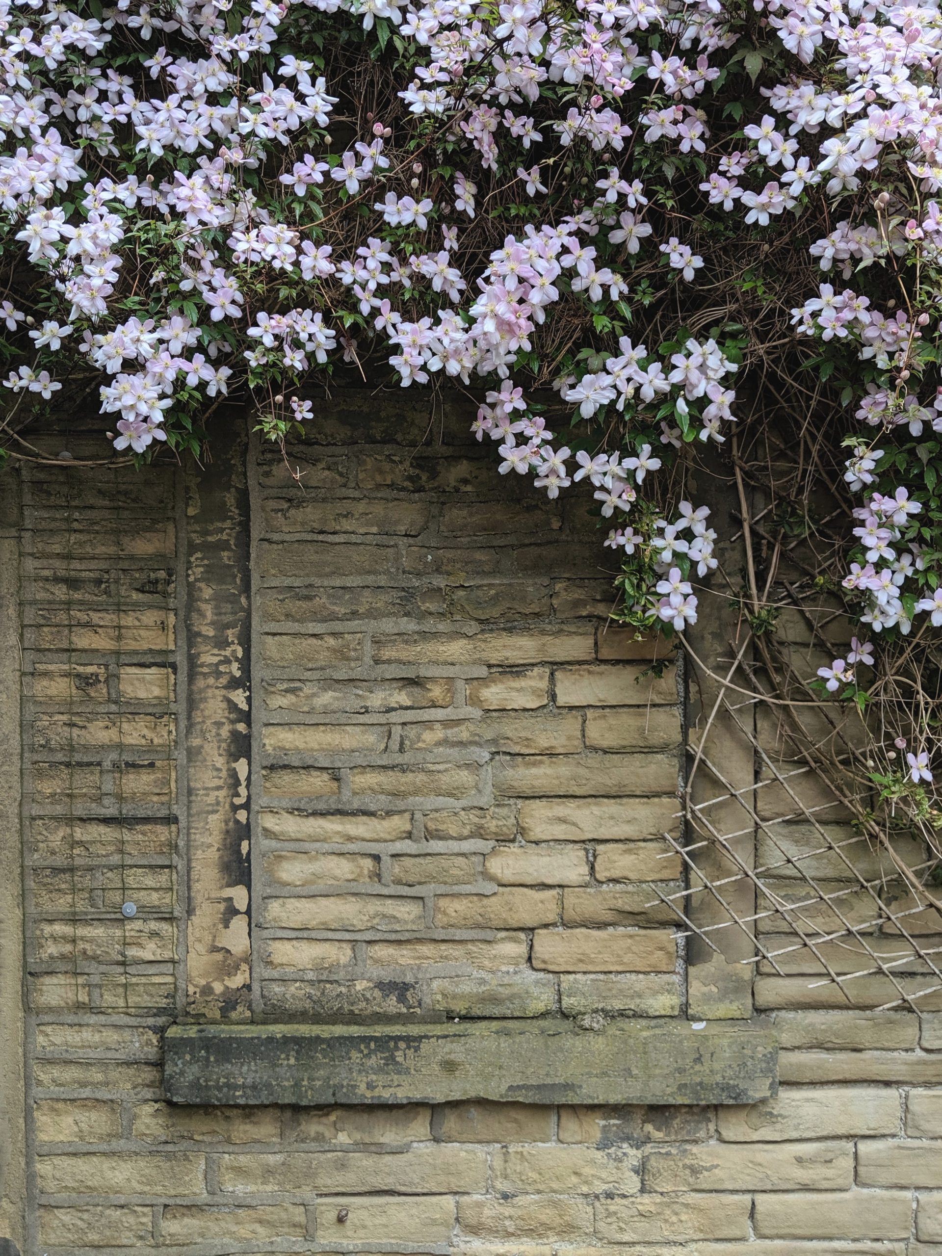 Fast-Growing Climbers To Brighten Up Your Garden