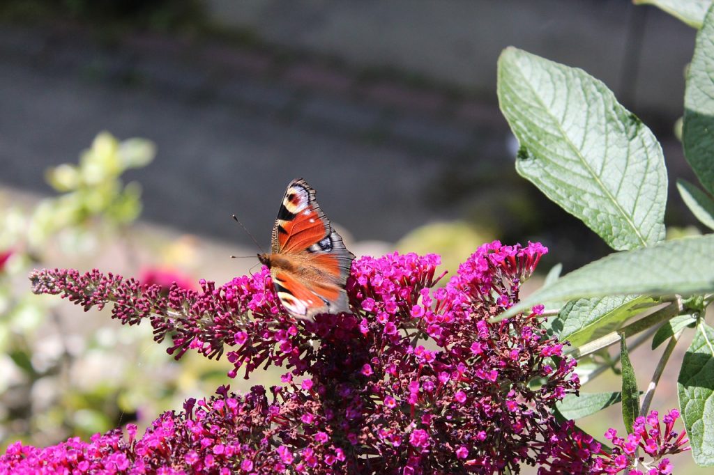 FastGrowing Evergreen Shrubs in the UK to Grow in Your