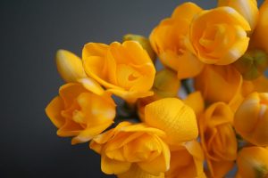 Freesia