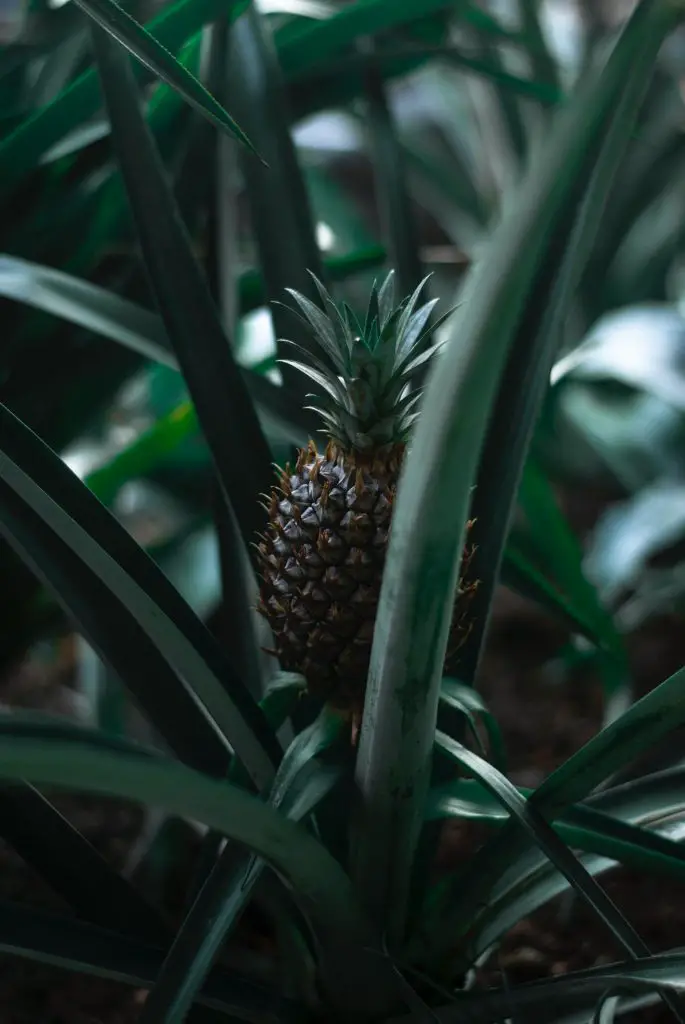 Growing and Caring for a Pineapple Plant