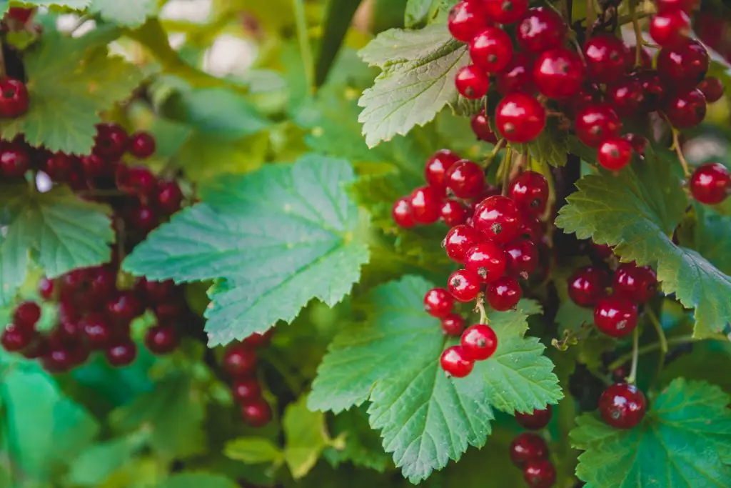 Guide to Growing Blackcurrants & Redcurrants