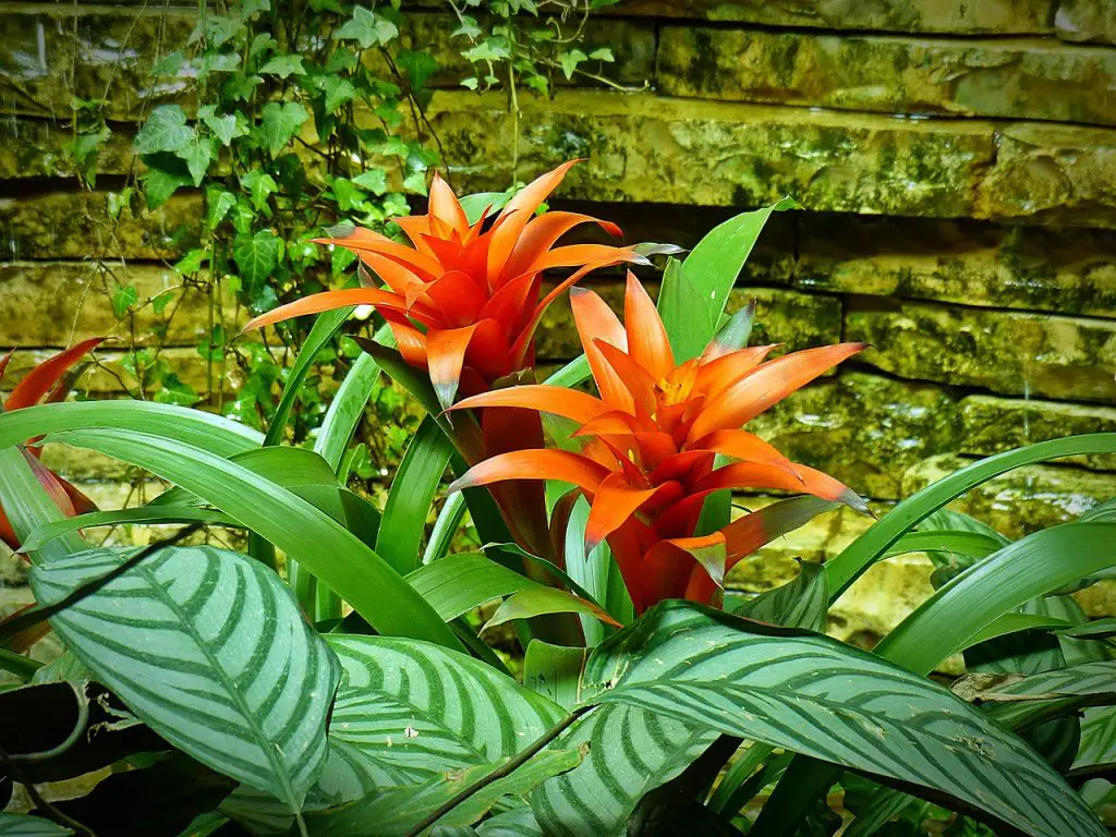 Guide to Growing Bromeliads