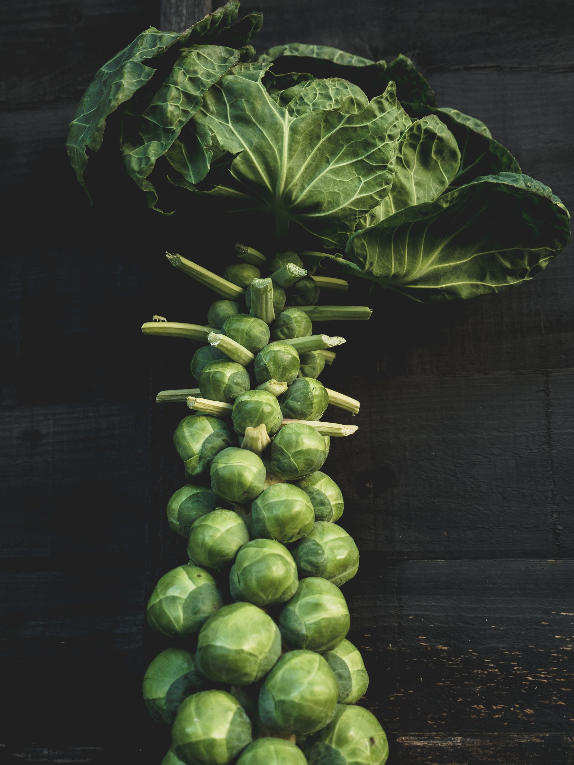 Brussels Sprout Plants