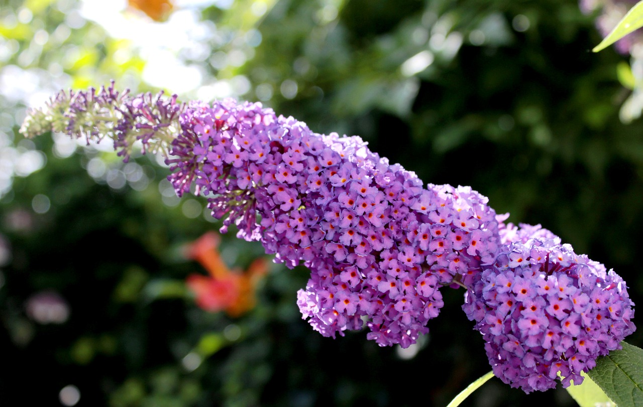 Guide to Growing Buddleja (Butterfly Bush)