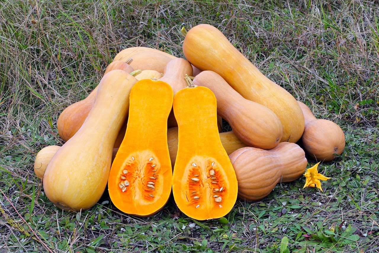 Guide to Growing Butternut Squash