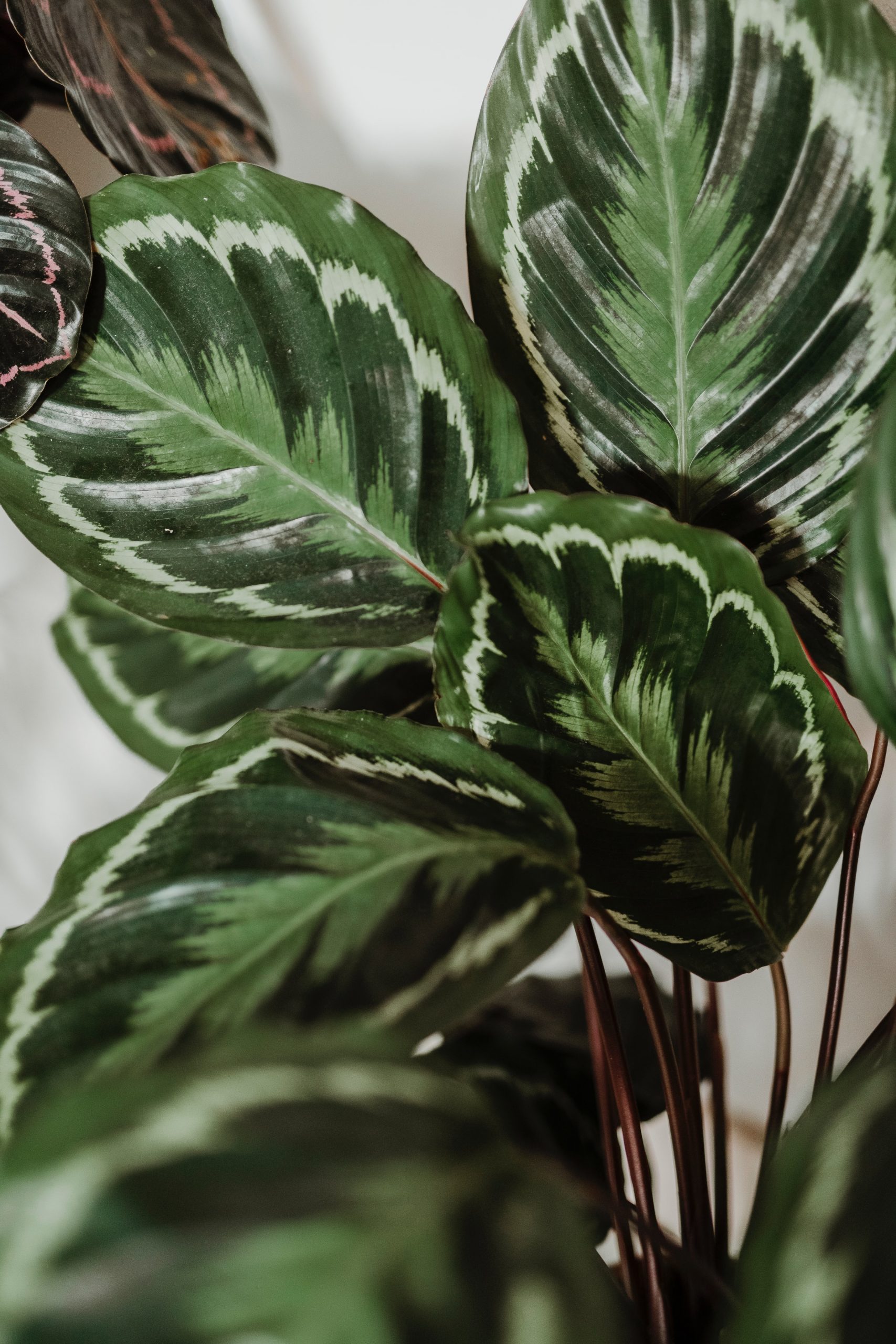 Guide to Growing Calathea