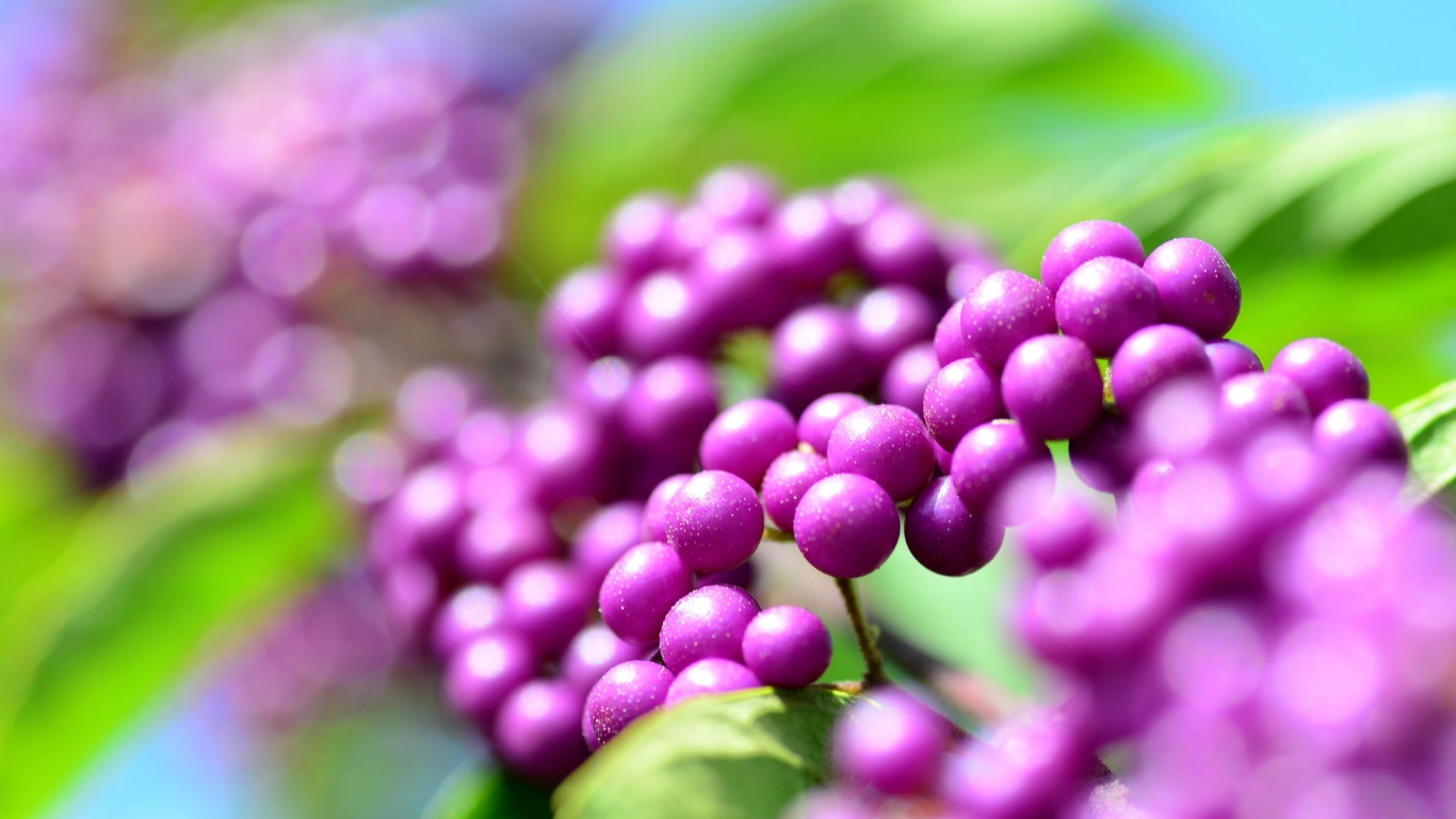 Guide to Growing Callicarpa