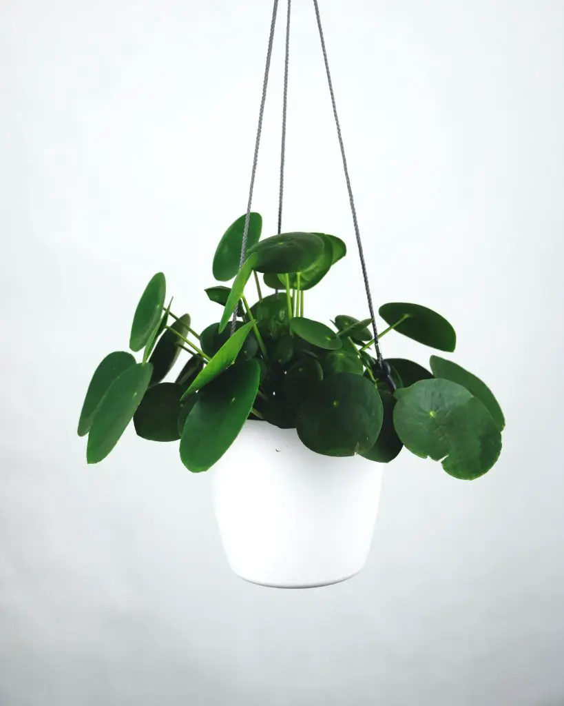 Guide to Growing Chinese Money Plant (Pilea Peperomioides)