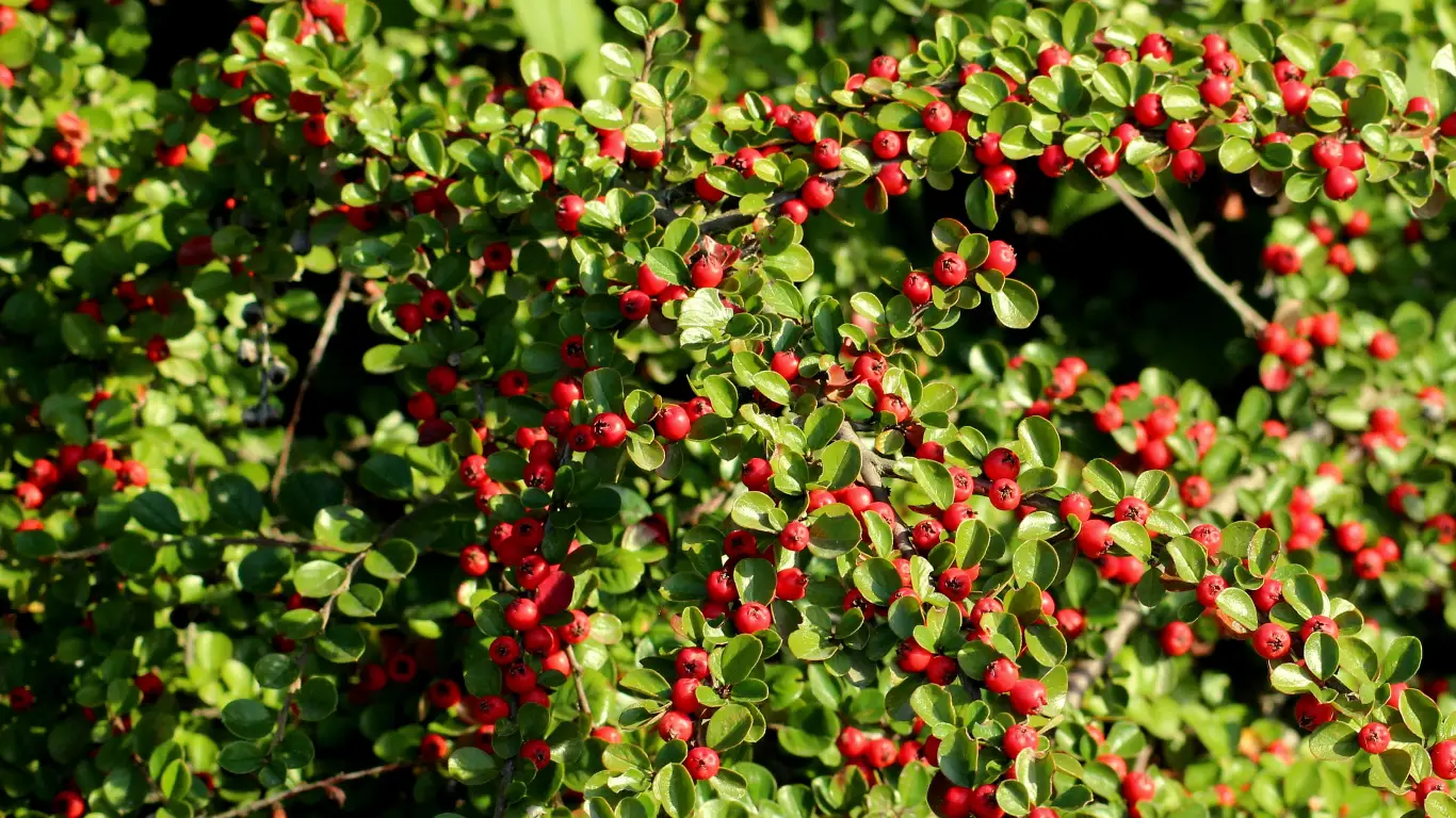 Guide to Growing Cotoneaster