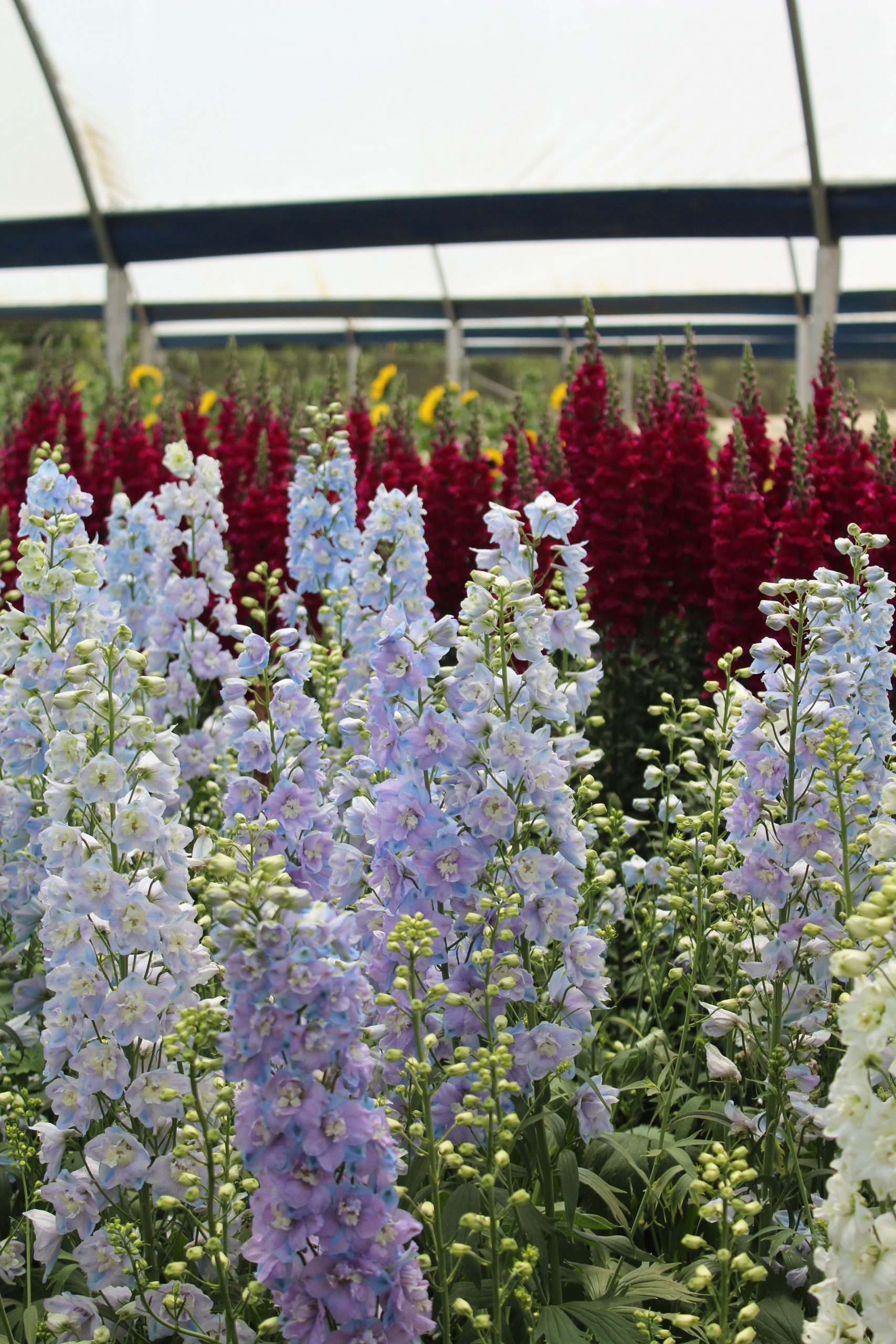 White Delphinium Flower