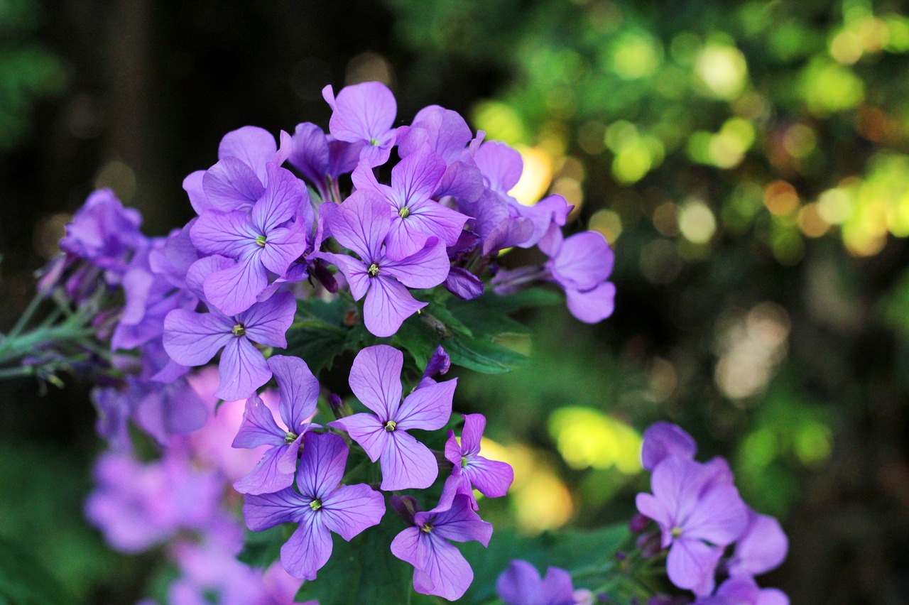 Grow Honesty Plant From Seed – Guide and Tips for Gardeners – Real Men Sow