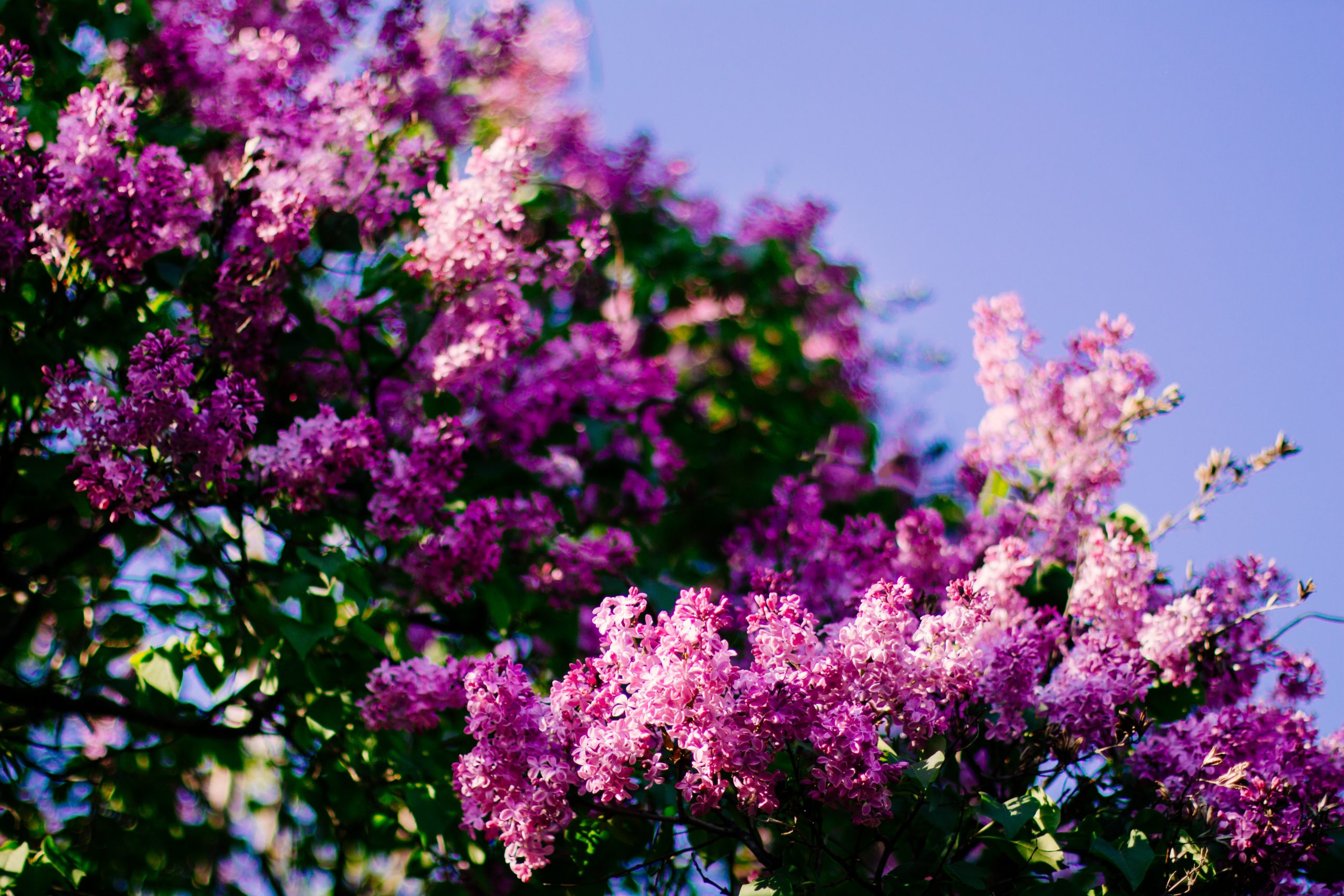 Guide to Growing Lilac