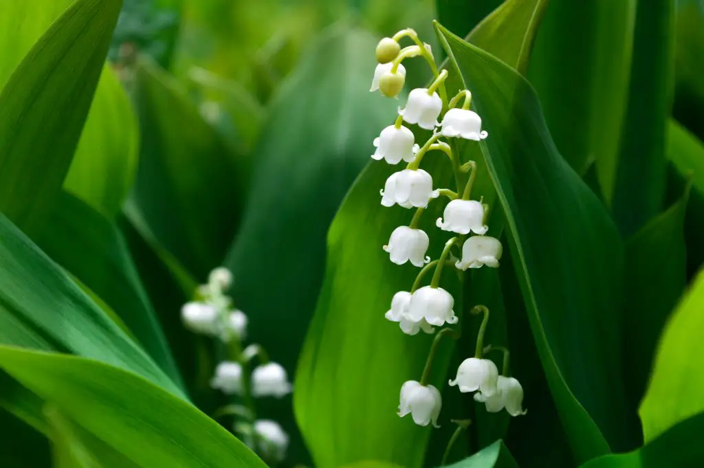 Guide to Growing Lily of the Valley