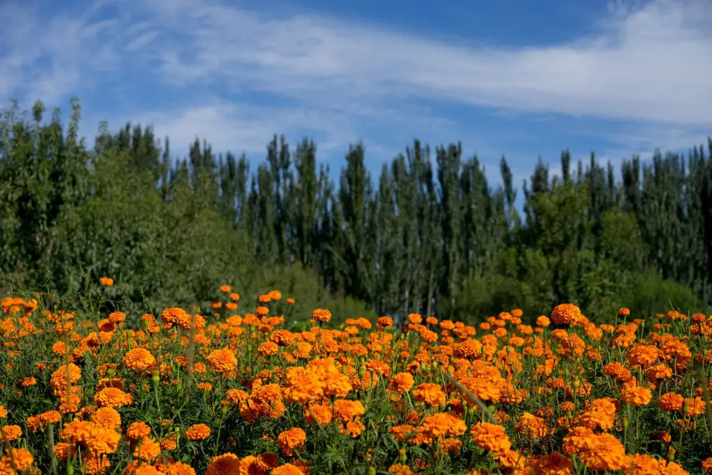 Guide to Growing Marigold