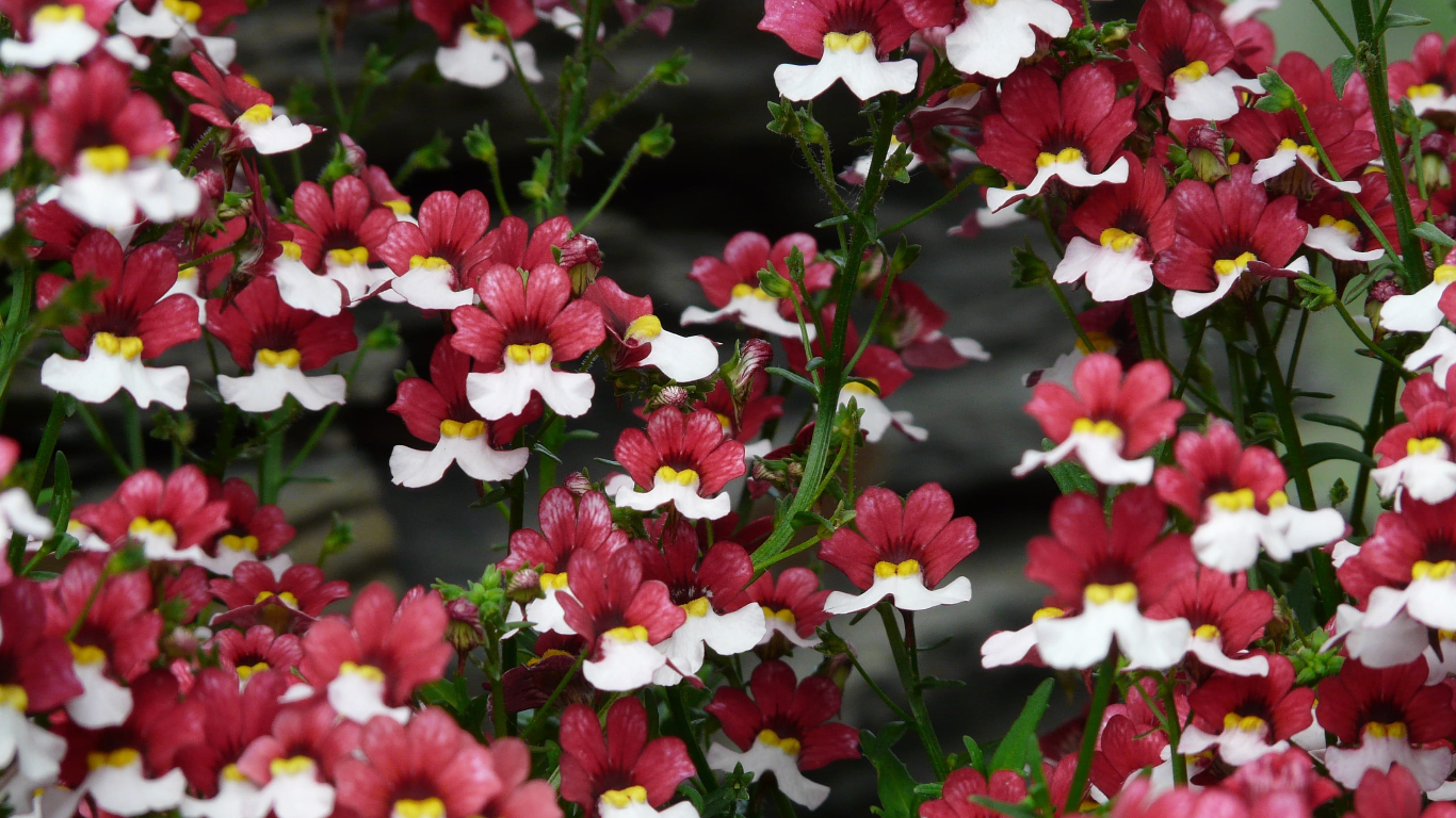 Guide to Growing Nemesia