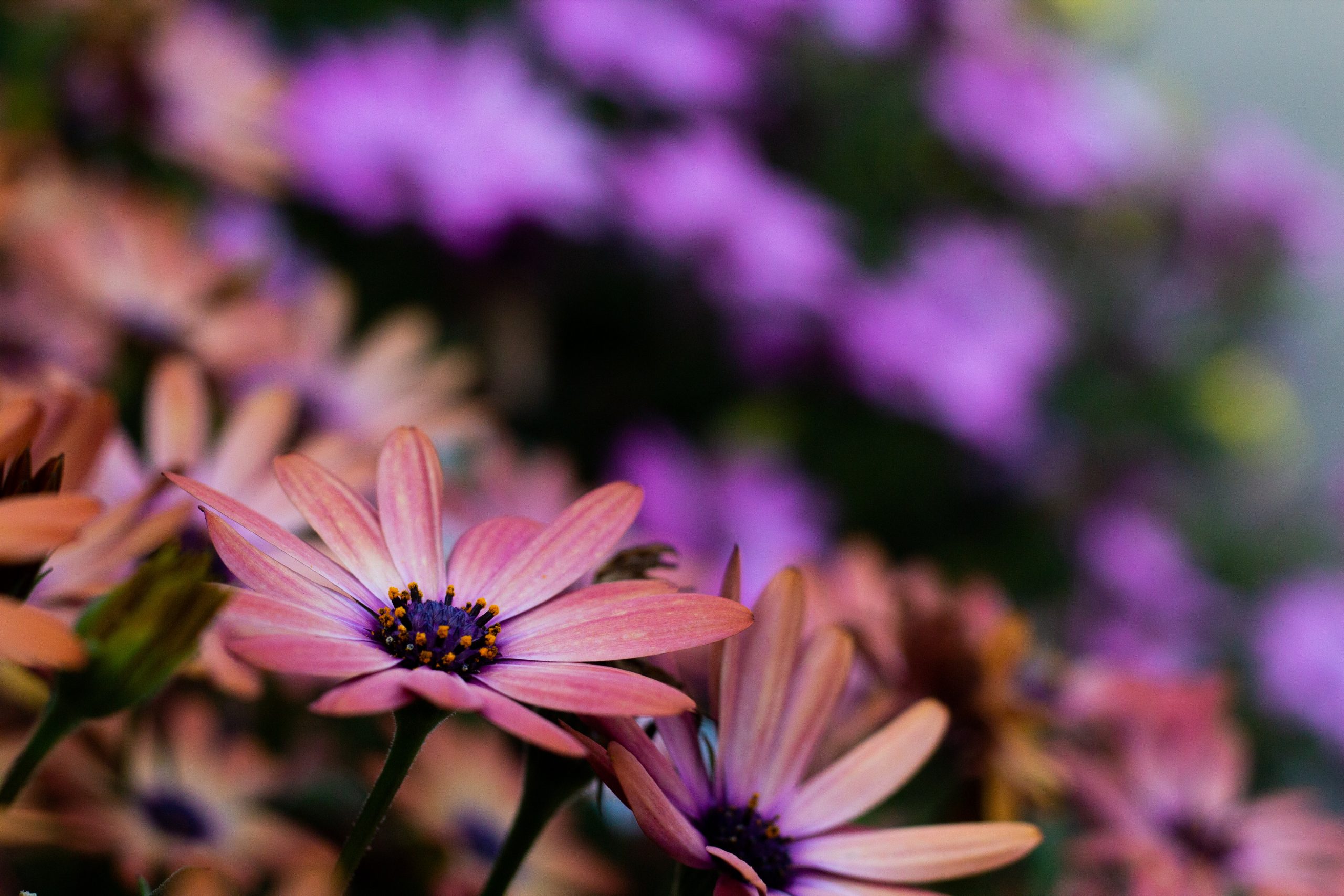 Guide toGrowing Osteospermum