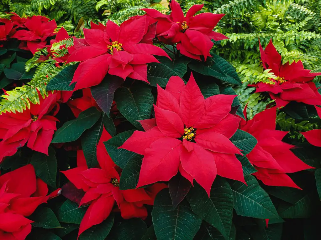 Guide to Growing Poinsettias