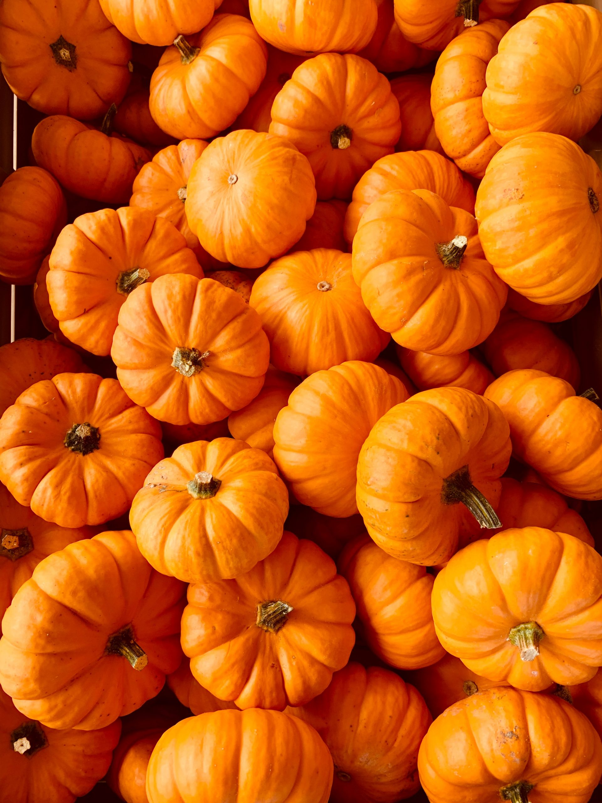 Guide to Growing Pumpkins