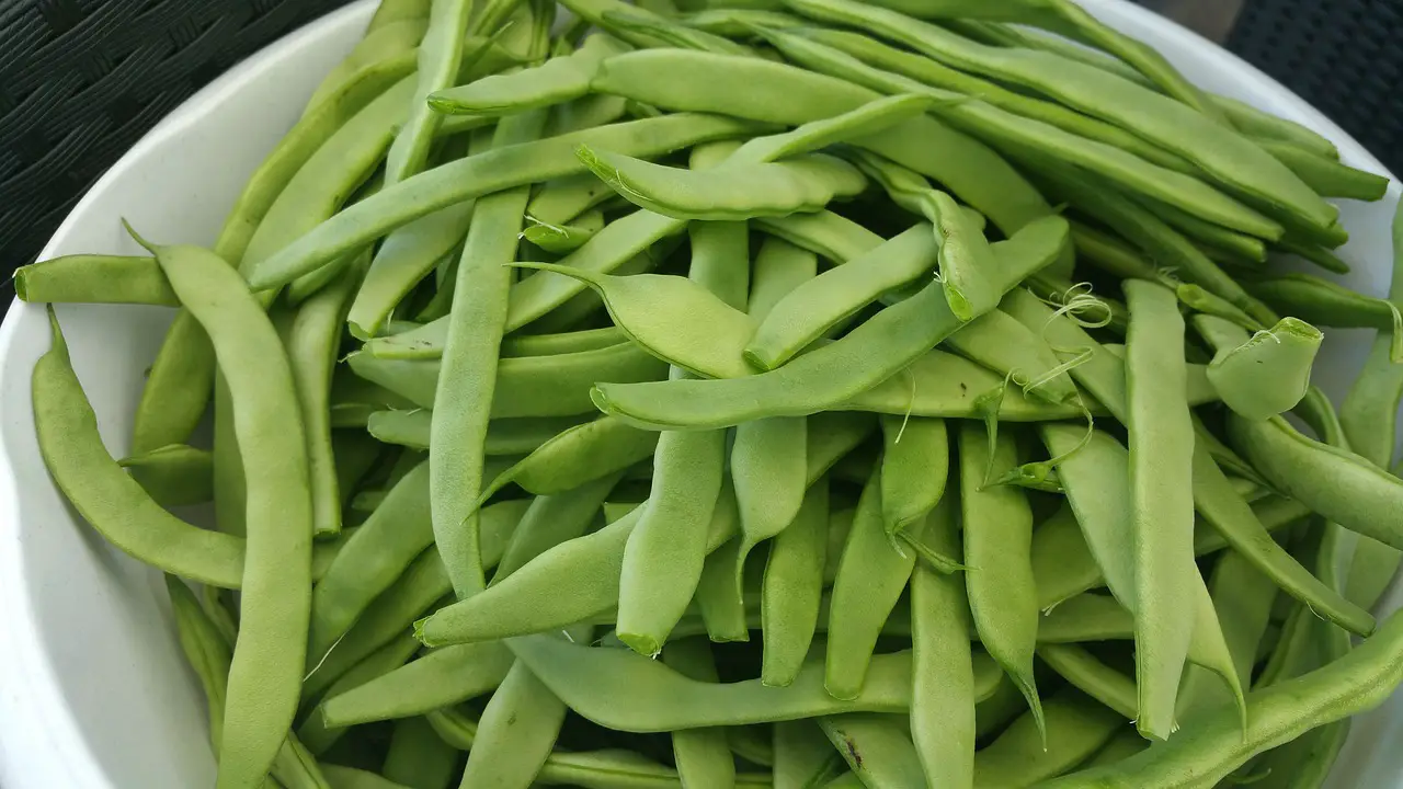 Guide to Growing Runner Beans