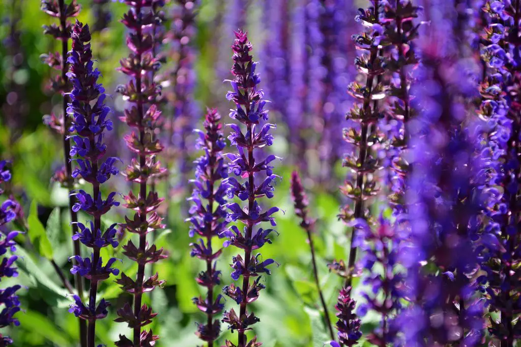 Guide to Growing Salvias