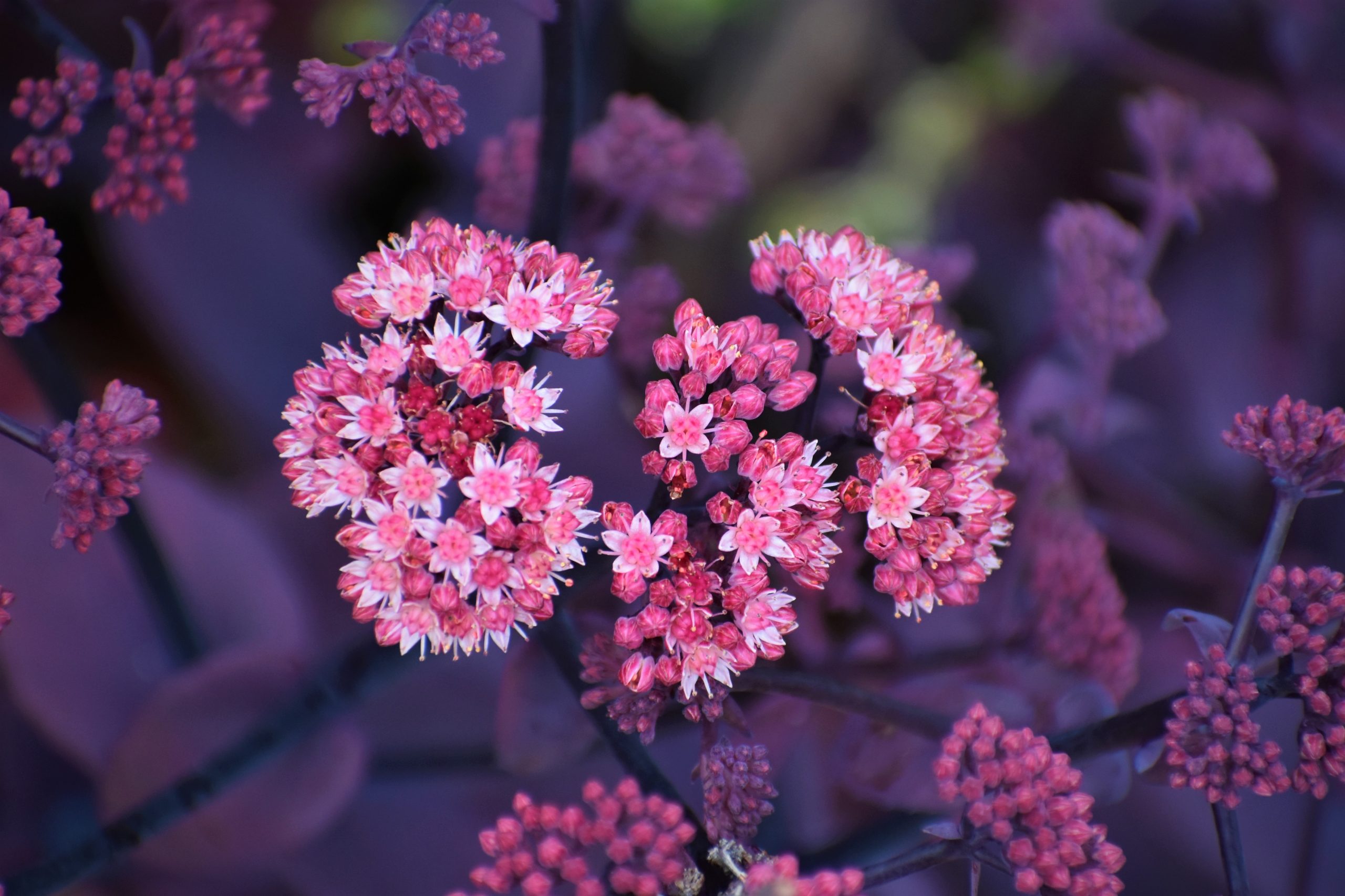 Guide to Growing Sedums