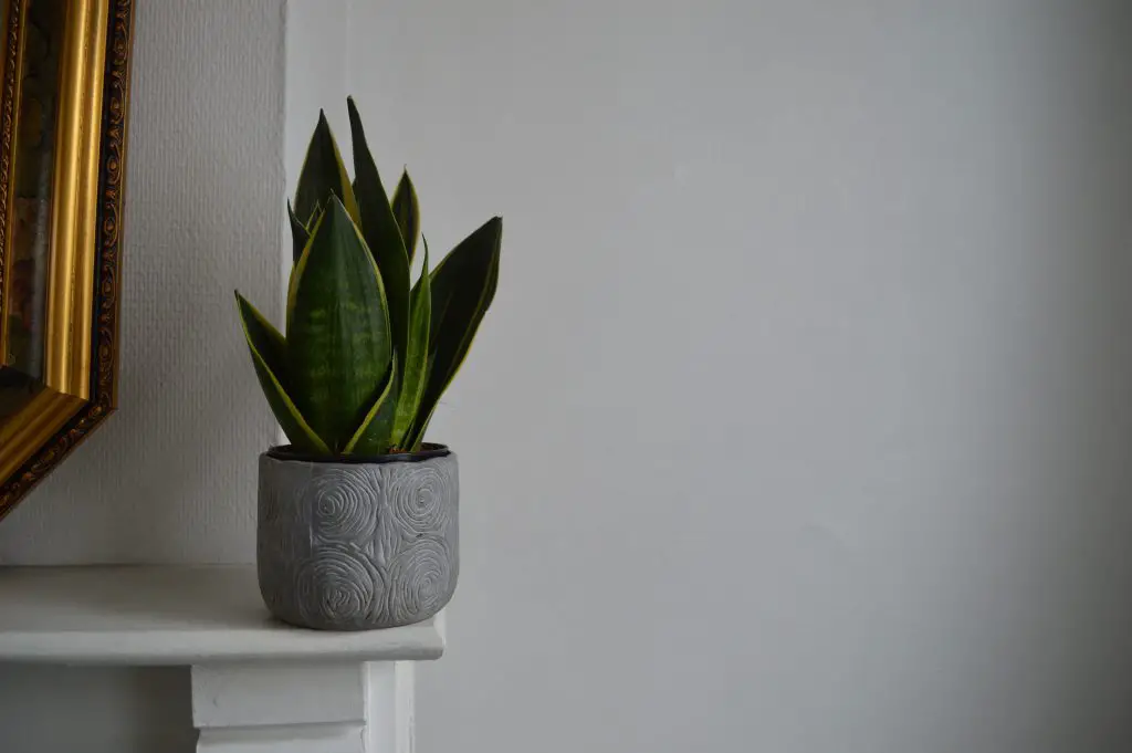 Guide to Growing Snake Plant (Sansevieria)