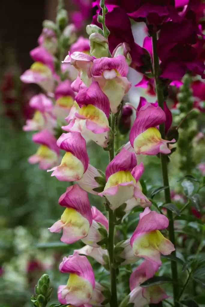 Guide to Growing Snapdragons