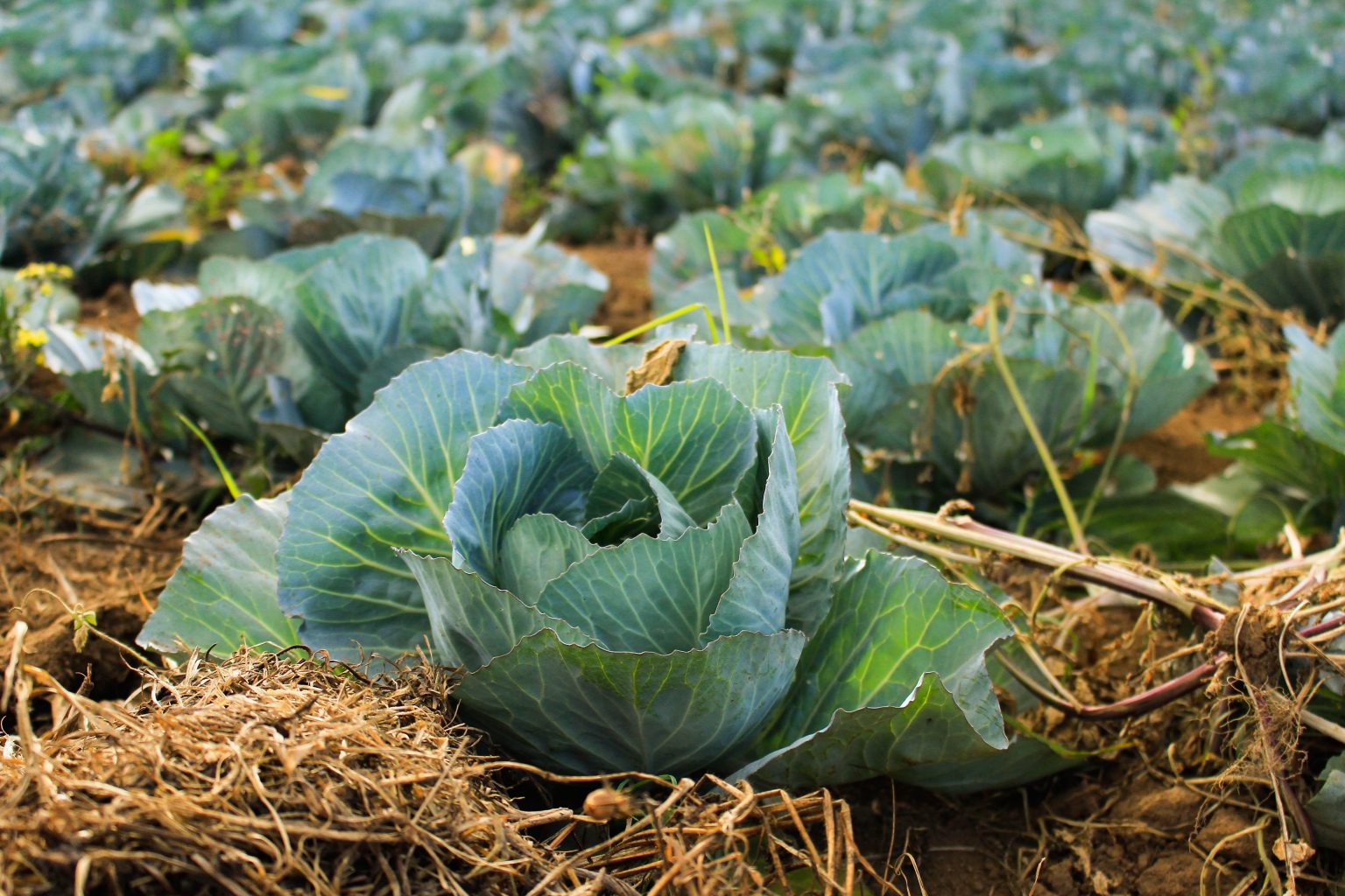 How To Spring Grow Cabbages Indoors & Outdoors – Real Men Sow