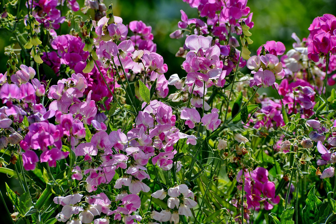 Guide to Growing Sweet Peas