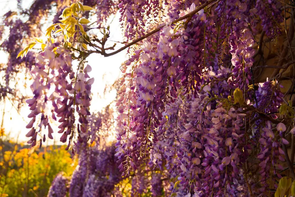 Guide to Growing Wisteria