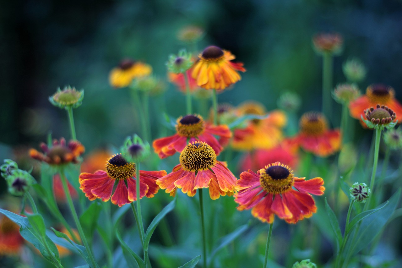 Heleniums: Planting and Growing Guide For Flower Gardens – Real Men Sow
