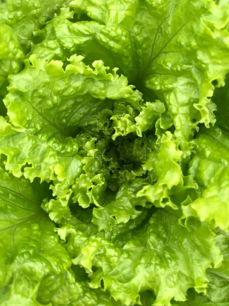 Guide to Growing Lettuce