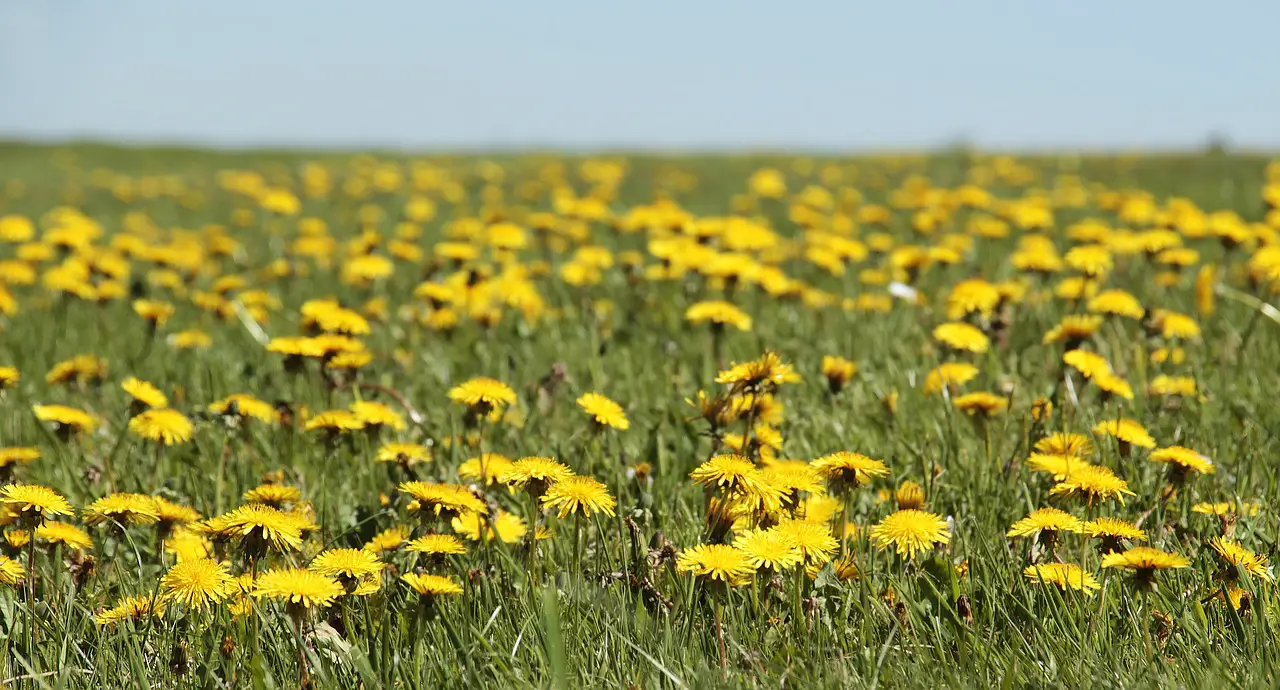 cat's ear weeds in meadow