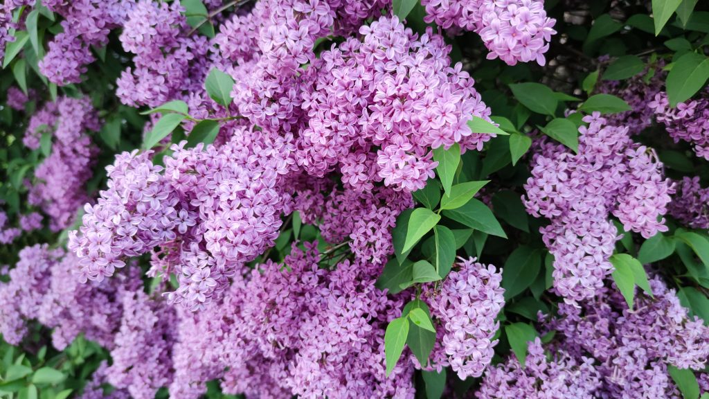 How To Grow And Care For Lilacs From Cuttings Real Men Sow