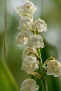 Lily of the Valley