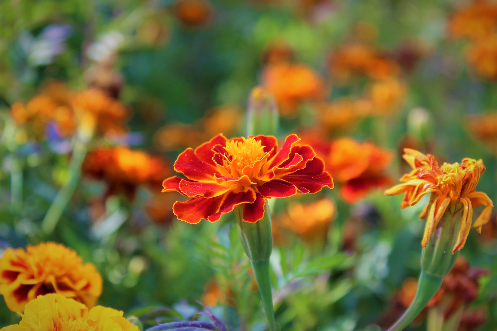 How To Grow Marigolds in Pots and Outdoors? Flower Gardening Real Men Sow