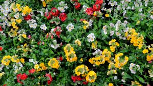 Nemesias