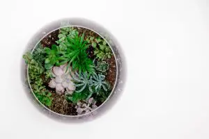 Perlite in Potting Compost of Succulent