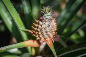 Pineapple Plant