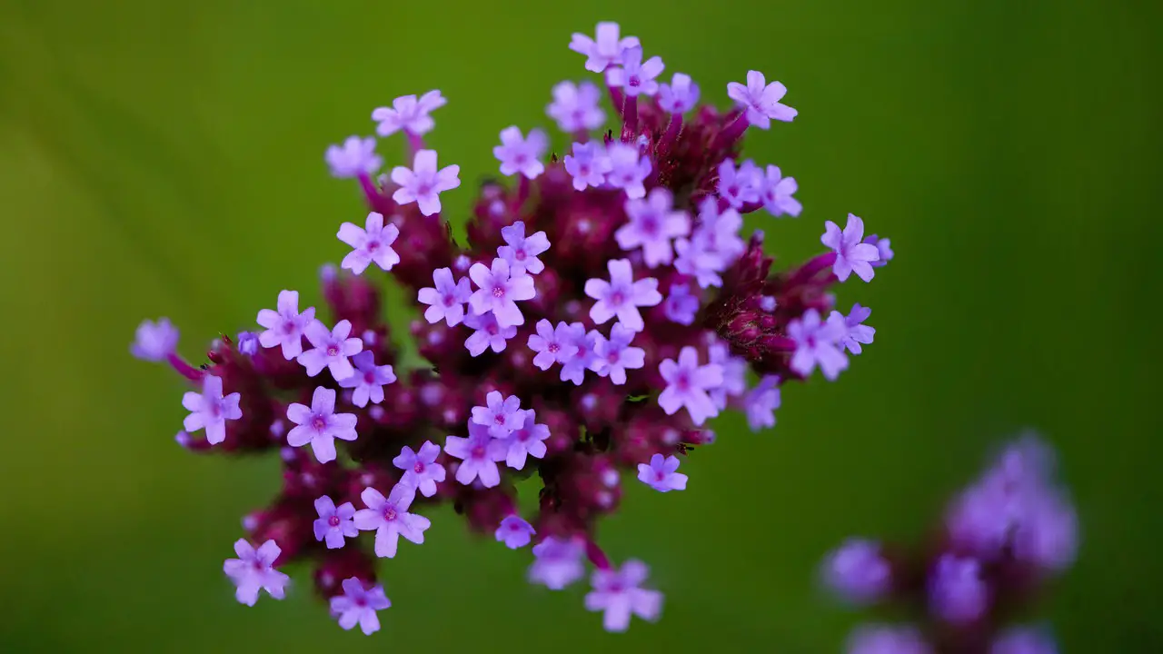 Plants to Grow in Narrow Borders