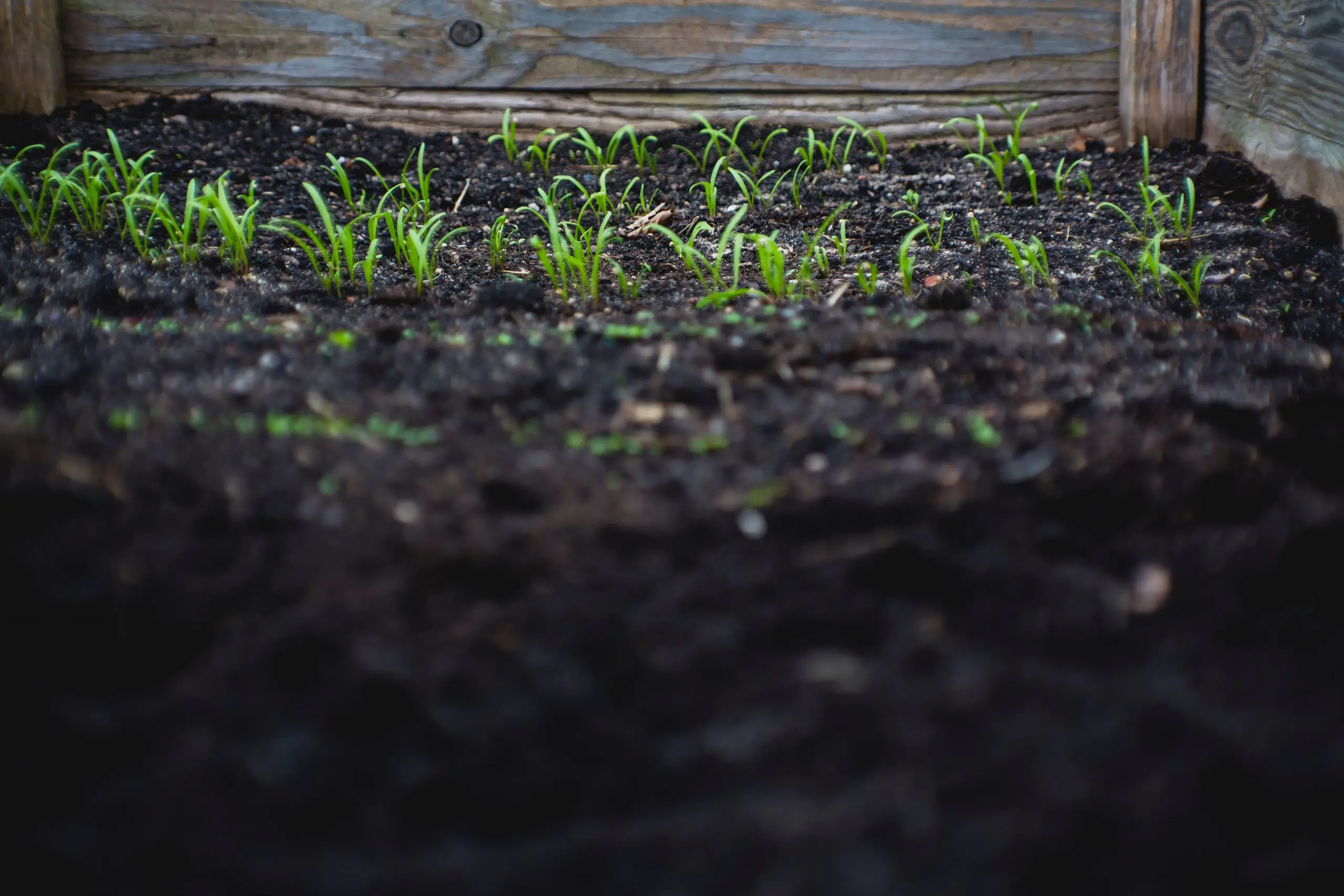 Things You Should Know About Soil