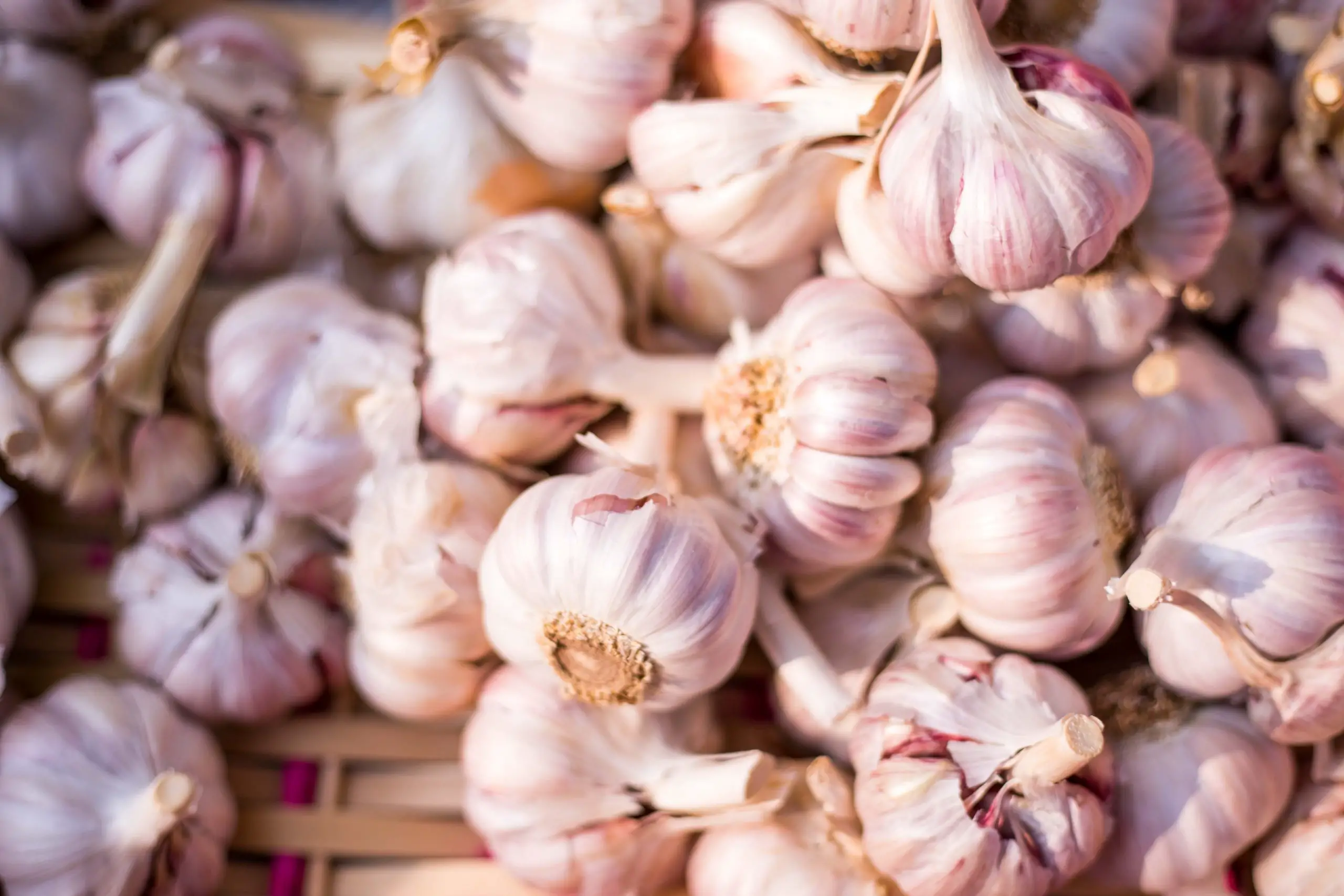 Things to Know About Garlic Before Growing Them