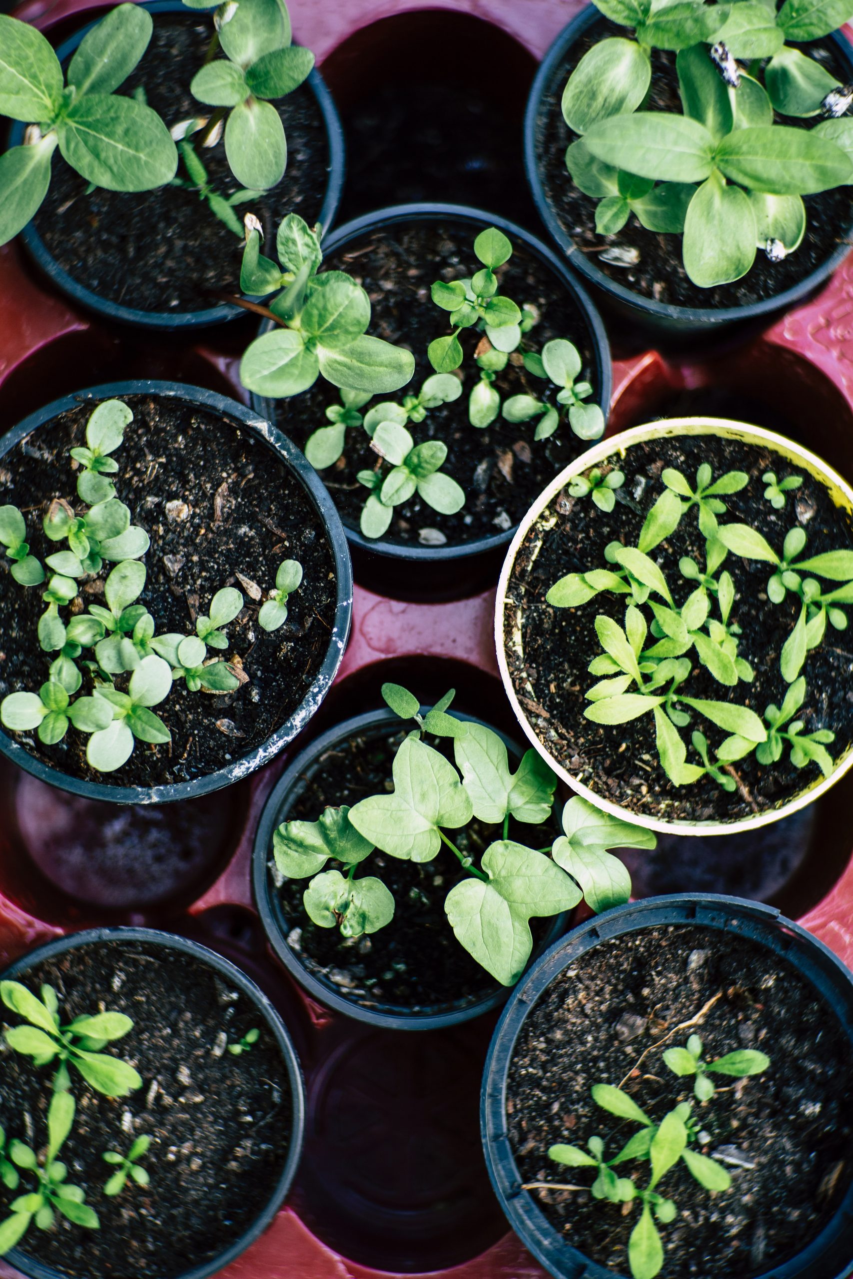 Vegetables That Grow Well in Pots