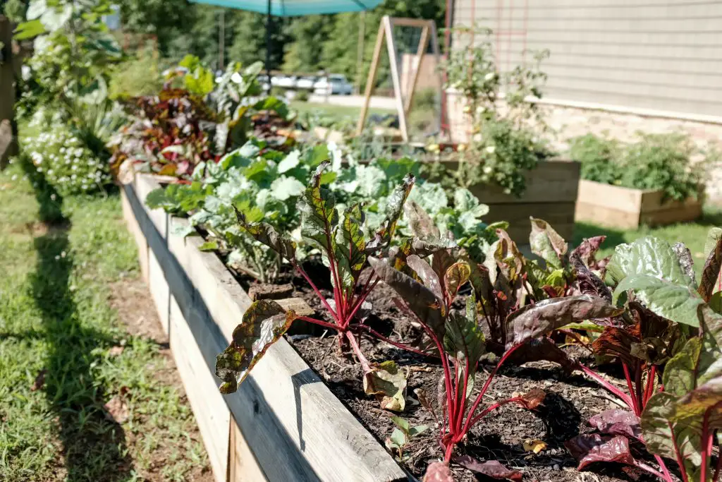 What You Need To Make Your Vegetable Garden Thrive