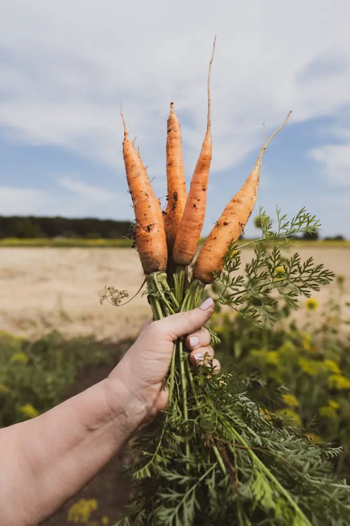carrots sown in june